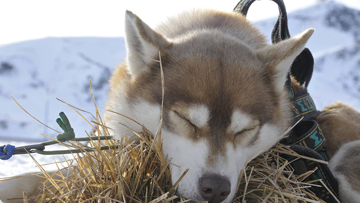 chiens de traineau